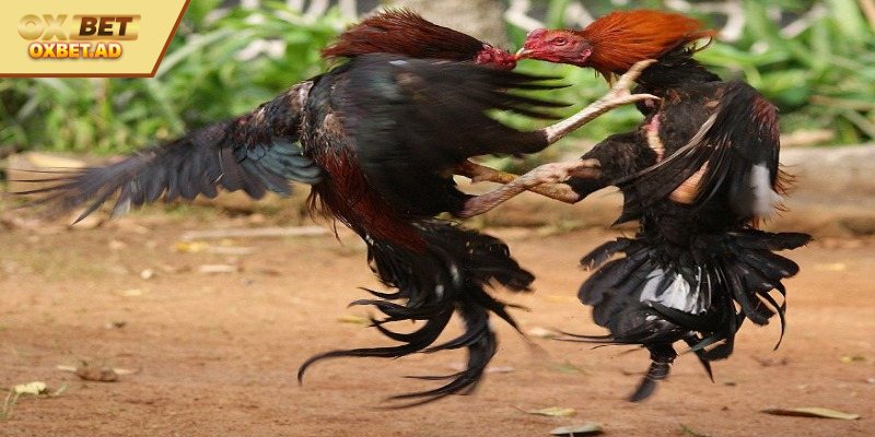 Cách chọn gà đá mạnh chuẩn từ các cao thủ 