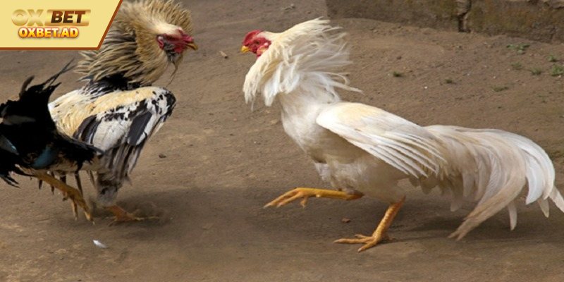 Giới thiệu tổng quan về nuôi đá gà bo lớn 