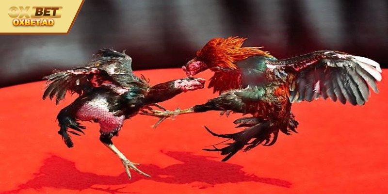 Kinh Nghiệm Xem Tướng Gà Chọi – Tuyệt Chiêu Chọn Kê Hay 
