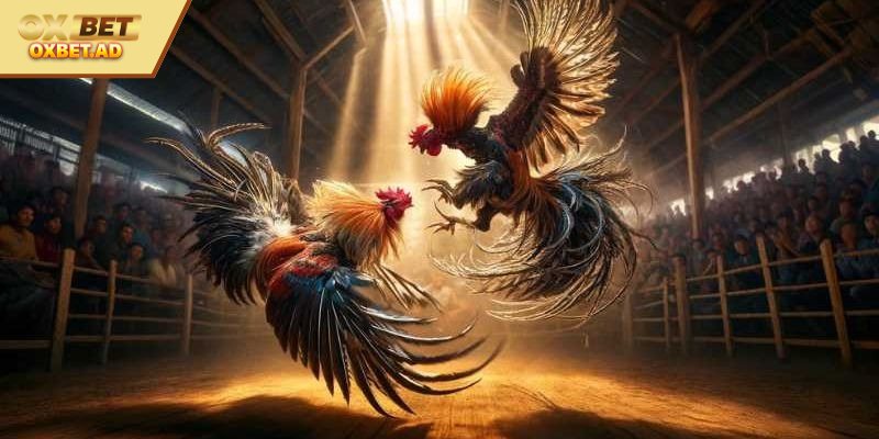 Kinh nghiệm xem tướng gà từ các chuyên gia 