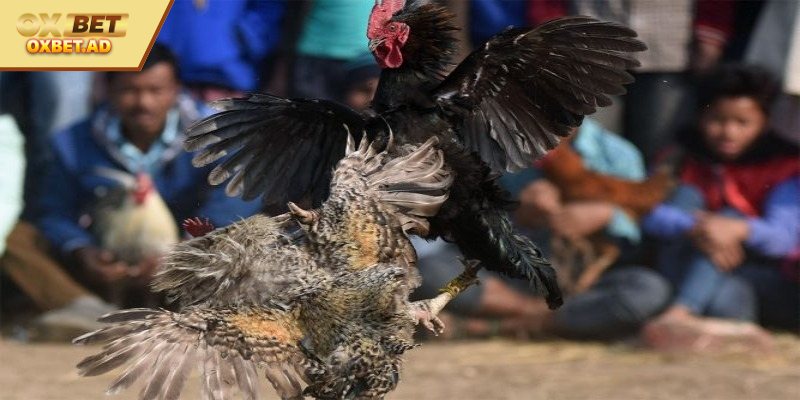Lên kế hoạch luyện tập cho những chiến kê 
