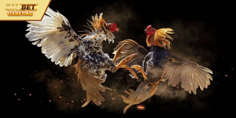 Tìm hiểu về cách xem tướng gà đá chuẩn 